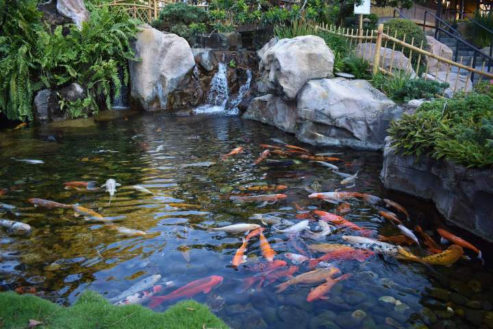 Bassin carpe koi La Réunion