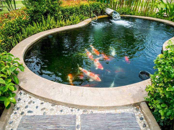 Bassin élevage carpe koi La Réunion