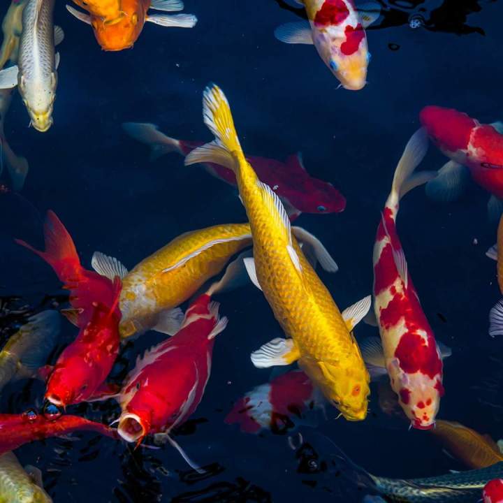 Carpe koi La Réunion