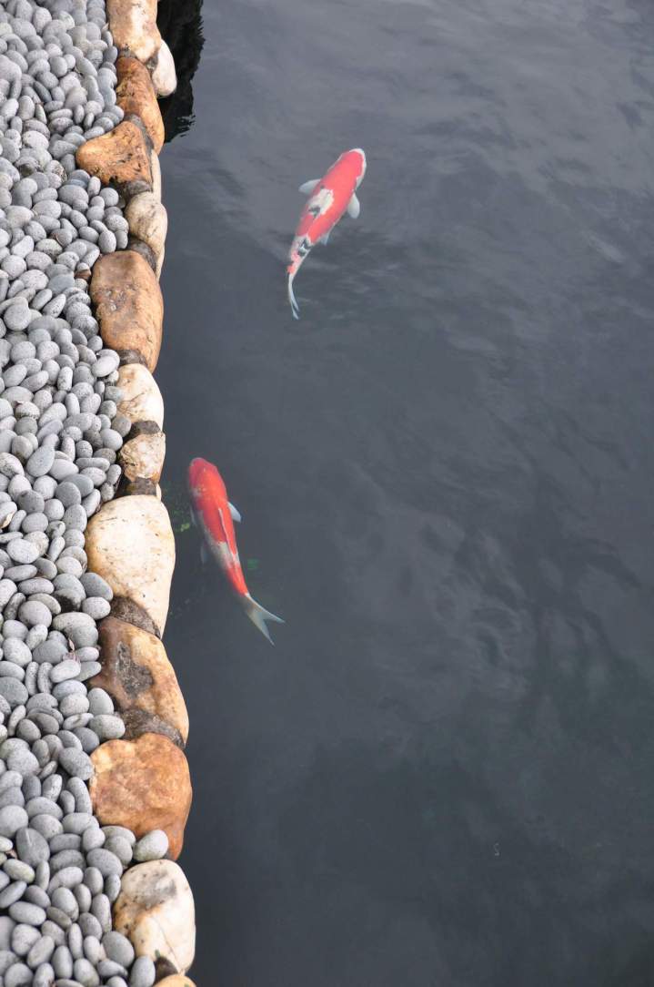 Carpe koi bassin La Réunion