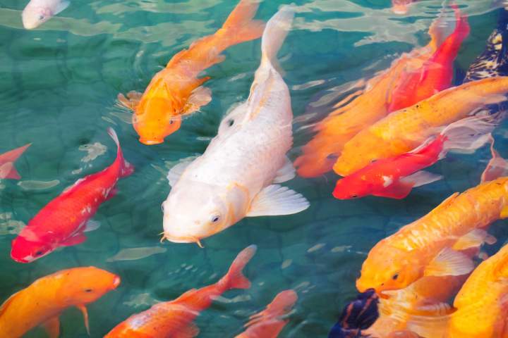 Carpe koi exclusif La Réunion