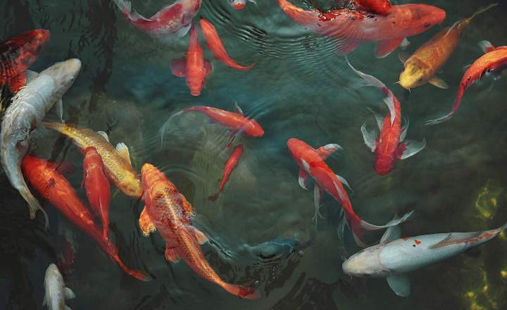 Carpes koi La Réunion