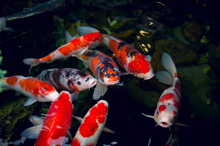 Carpes koi à La Réunion