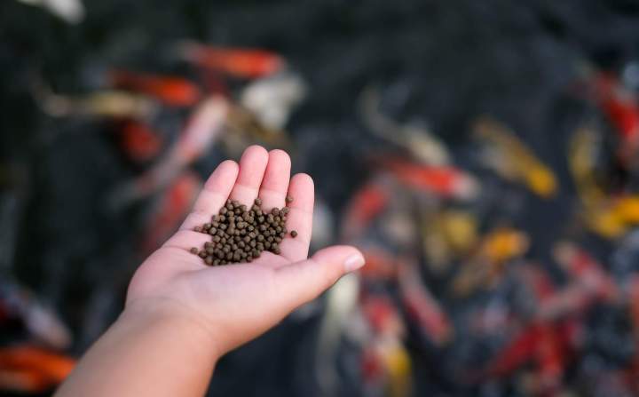 Aliments nutritifs pour poissons d'ornement