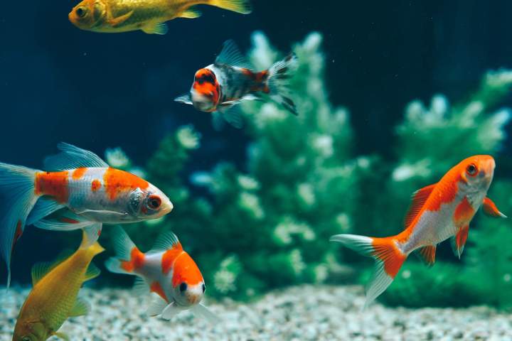 Végétaux aquatiques pour équilibre biologique