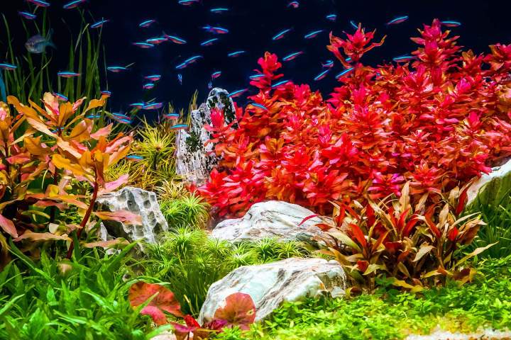 Plante aquatique stylé La Réunion