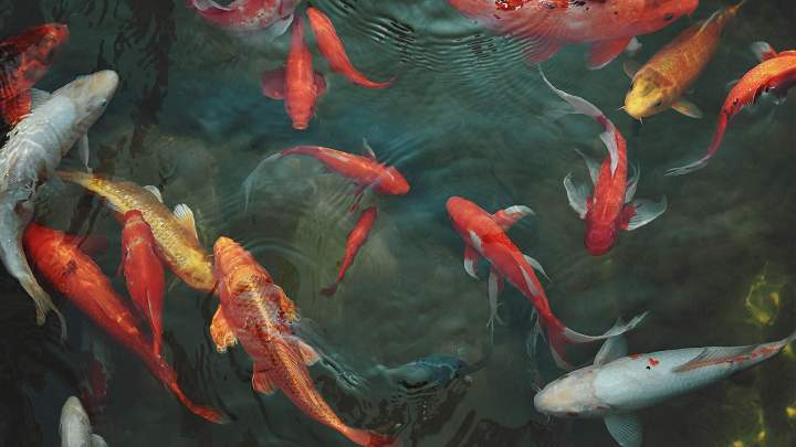 Carpe koi La Réunion